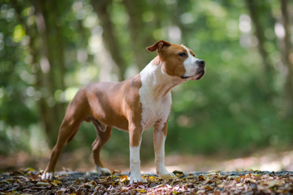 Amstaff